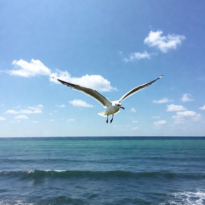 Seagull flying over ocean