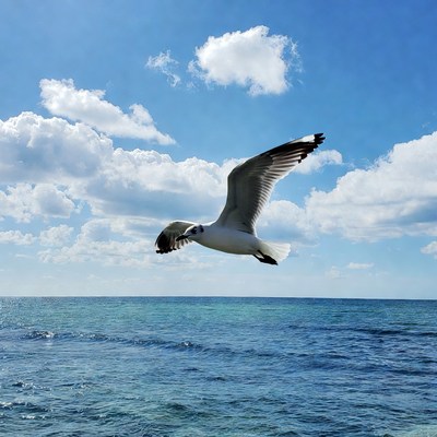 Seagull flying over ocean