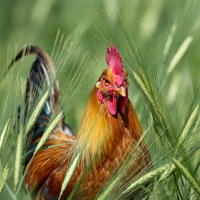 Rooster standing in green wheat field