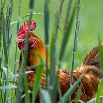 Rooster in green grass field