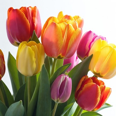 Colorful Tulips Bouquet on White Background