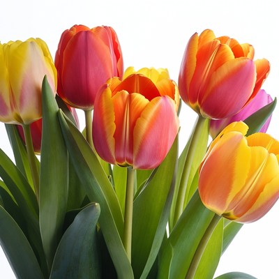 Colorful Tulips Bouquet on White Background