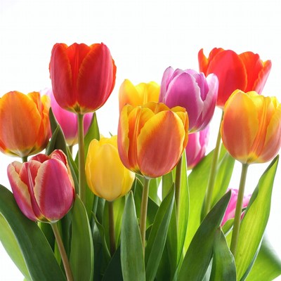 Colorful Tulips Bouquet on White Background