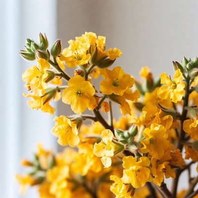 Yellow Flowers Against White Background