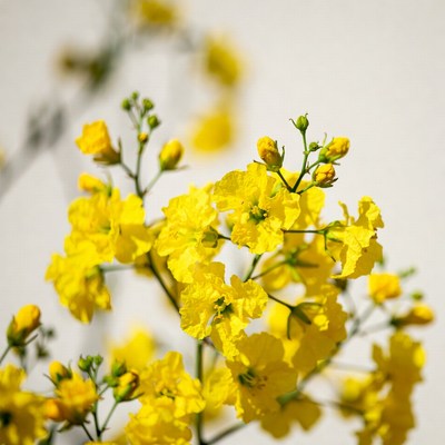 Yellow Flowers on White Background