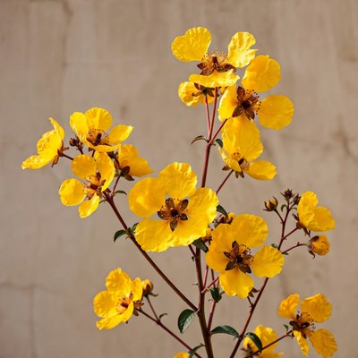 Yellow Hypericum Flowers on Stem
