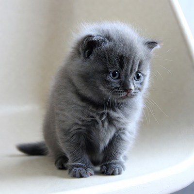 Fluffy British Shorthair Kitten Sitting
