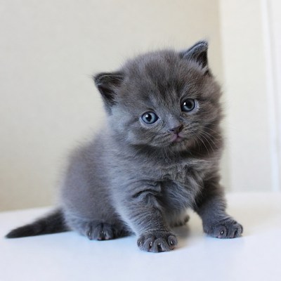 Cute grey British Shorthair kitten
