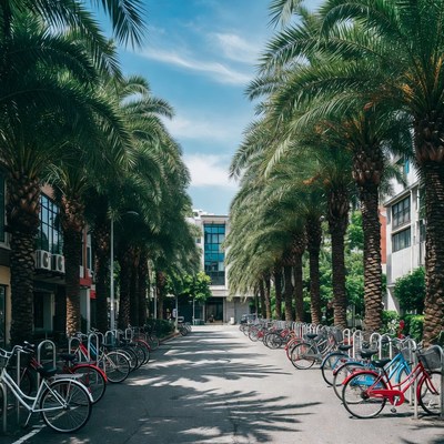 Palm Tree Lined Street with Bikes