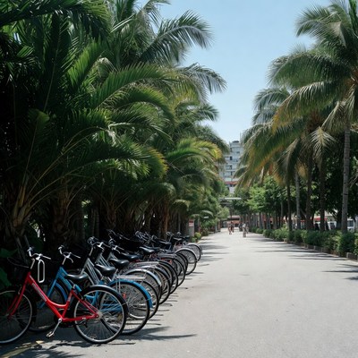 Row of Parked Bikes Lined by Palm Trees