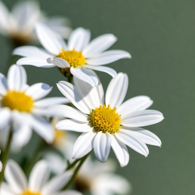 White Daisies with Yellow Centers