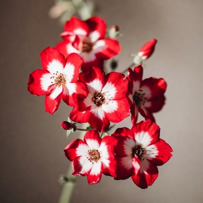 Red and White Gerbera Daisy Cluster