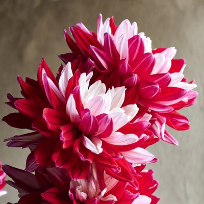 Red and White Dahlia Flowers