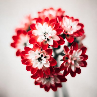 Red and White Gerbera Daisy Bouquet