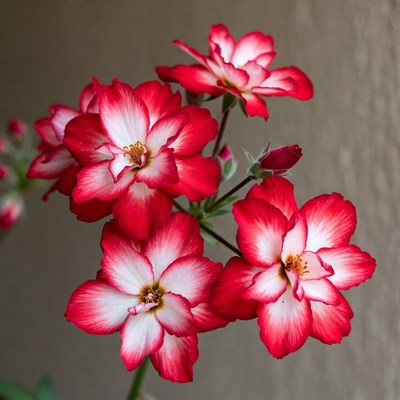 Pink Gerbera Daisy Flowers Bouquet