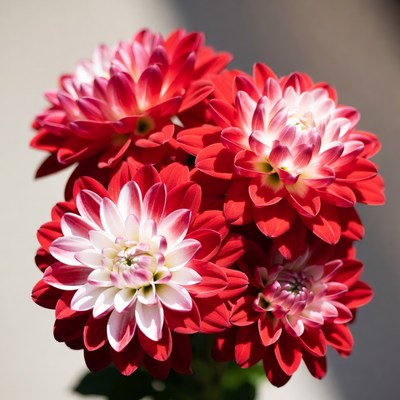 Red Dahlia Flowers Bouquet