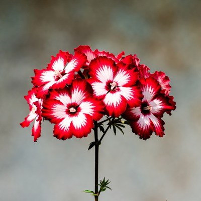 Red Geranium Flowers on Stem