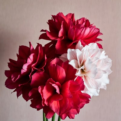 Red and White Amaryllis Bouquet