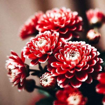 Close-up of Vibrant Red Chrysanthemum Flowers