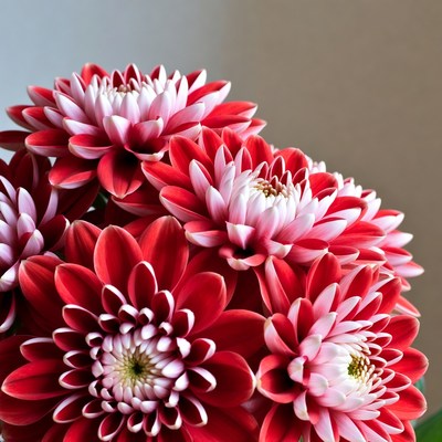 Red White Dahlia Flowers Bouquet