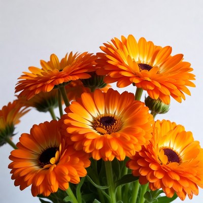 Orange Gerbera Daisies Bouquet