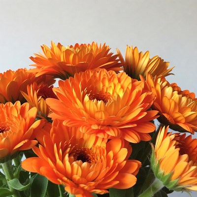 Orange Gerbera Daisies Bouquet