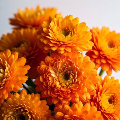 Orange Gerbera Daisies Bouquet