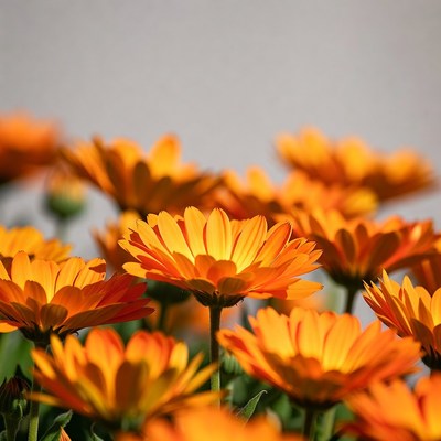 Orange Marigold Flowers Closeup
