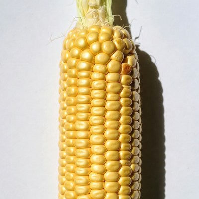 Fresh corn cob on white background
