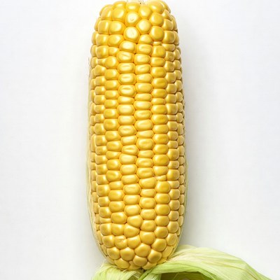 Fresh corn cob on white background