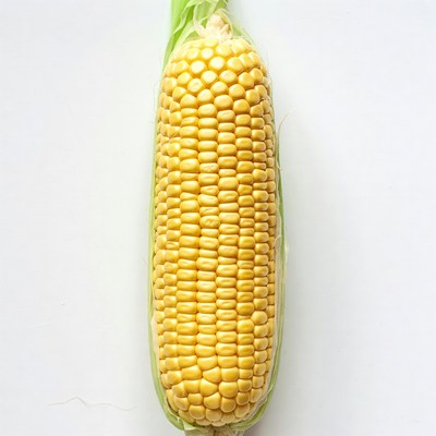 Fresh corn on the cob