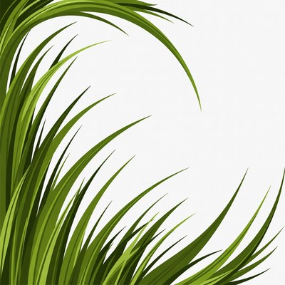Green grass illustration isolated background