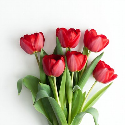 Red Tulips Bouquet on White Background