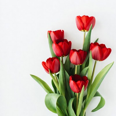 Red Tulips Bouquet on White Background