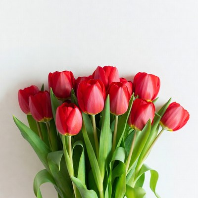 Red Tulips Bouquet on White Background