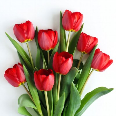 Red Tulips Bouquet on White