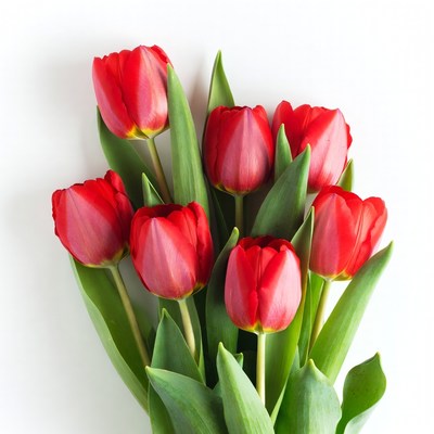 Red Tulips Bouquet on White