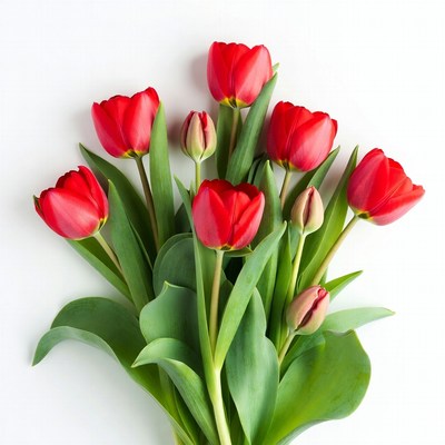 Red Tulips Bouquet on White Background