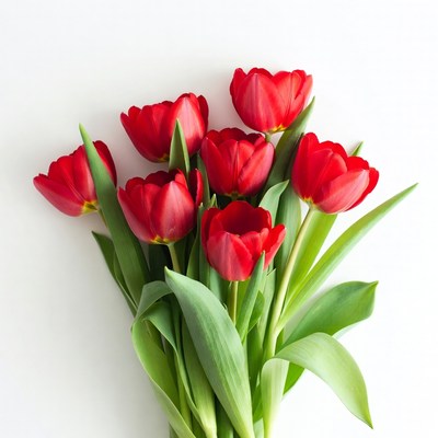 Red Tulips Bouquet on White