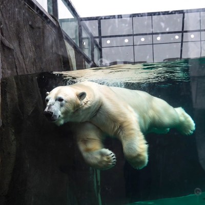 Polar bear swimming underwater in zoo