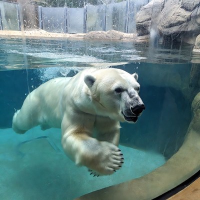 Polar bear swimming in zoo aquarium