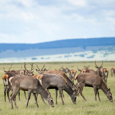 Herd of Red Deer Grazing in Grassland