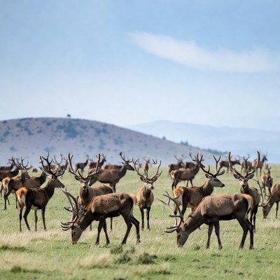 Herd of red deer grazing in grassland