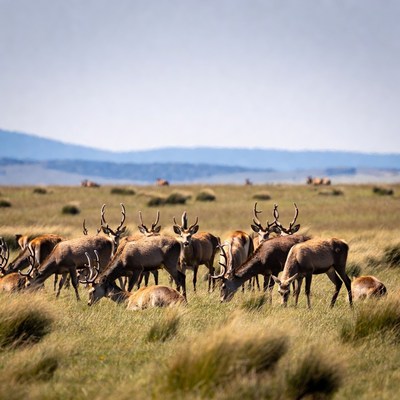 Herd of red deer grazing in grassland