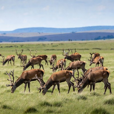 Herd of red deer grazing in grassland