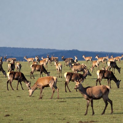 Herd of Red Deer Grazing Grassland