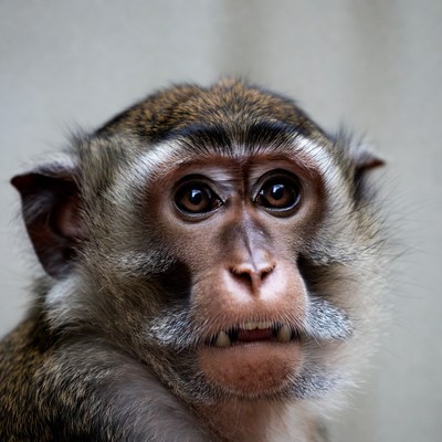 Close-up of long-tailed macaque monkey