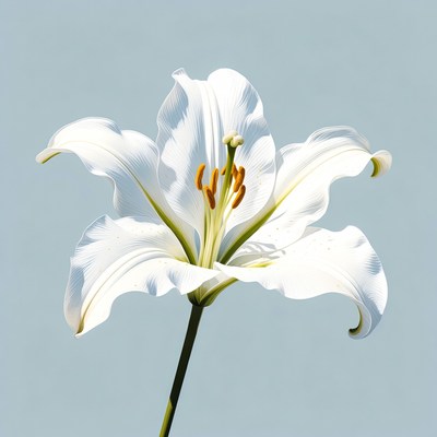 White Lily Flower on Blue Background