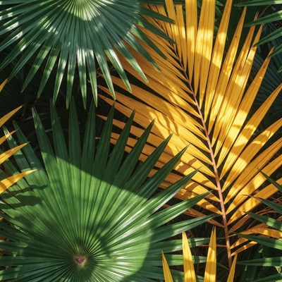 Vibrant Green and Yellow Palm Leaves