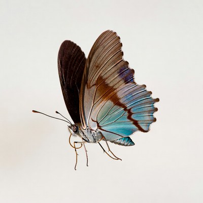 Brown and Blue Butterfly Wings